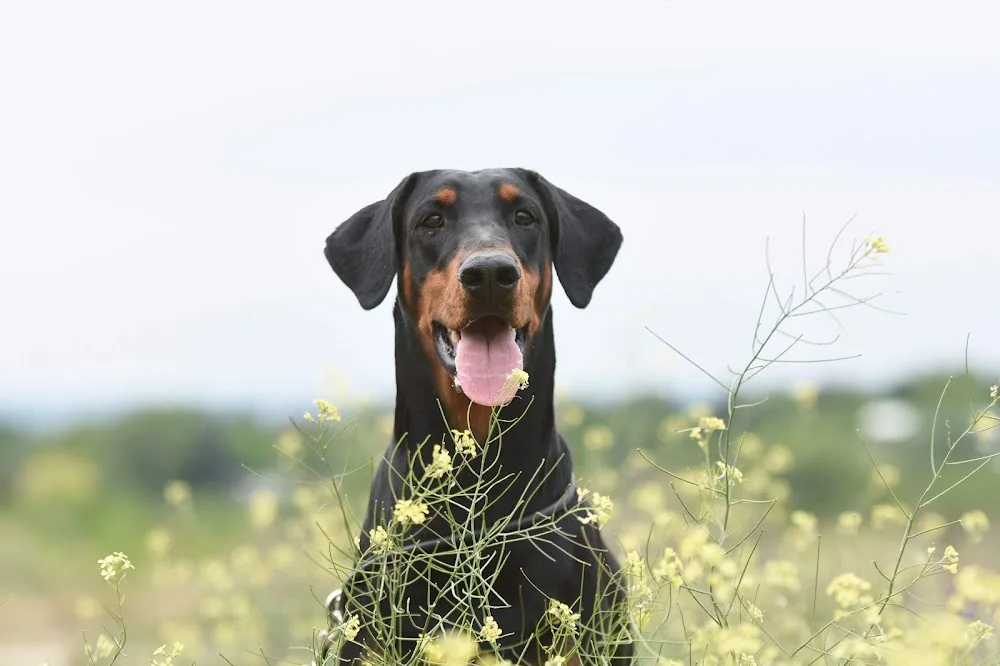 Von Fundoklia Beauty Kennel - Érd pet otel