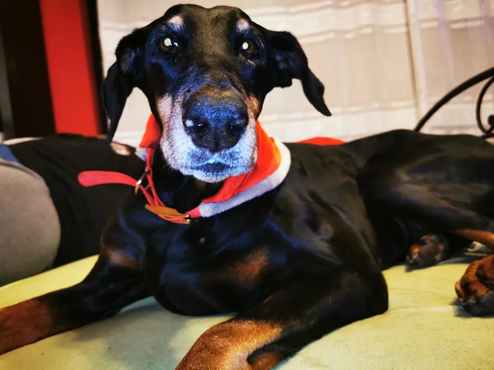 Von Fundoklia Beauty Kennel - Érd pet otel görseli 3