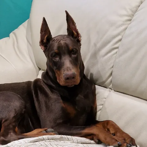 Von Fundoklia Beauty Kennel - Érd pet otel görseli 4