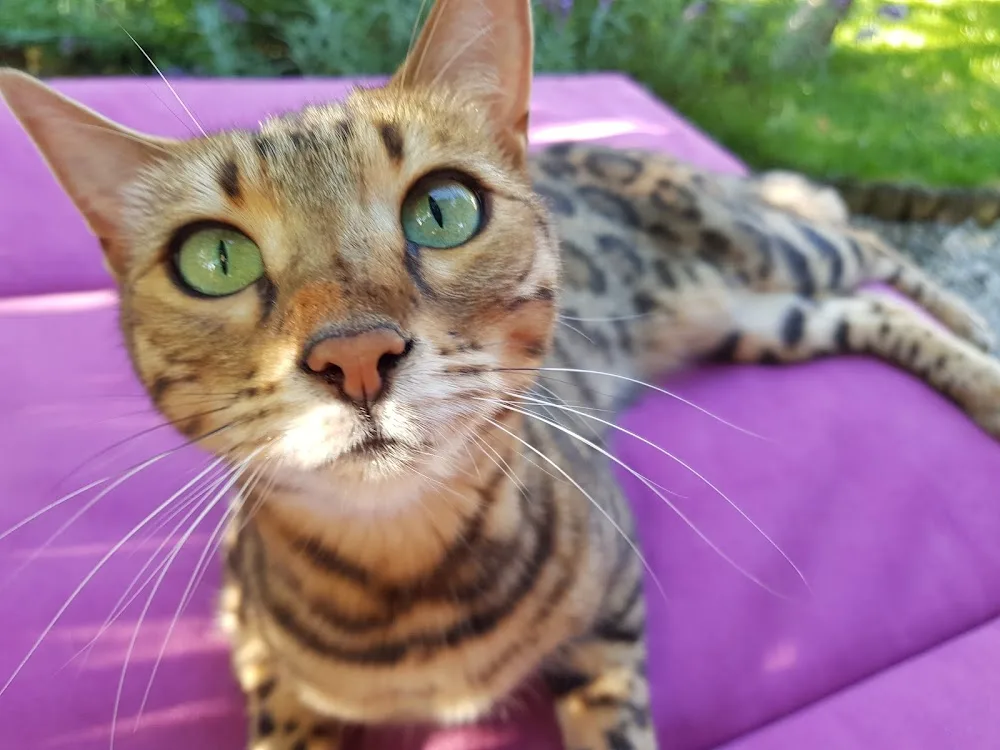 Katzenbetreuung Erding - Erding pet otel