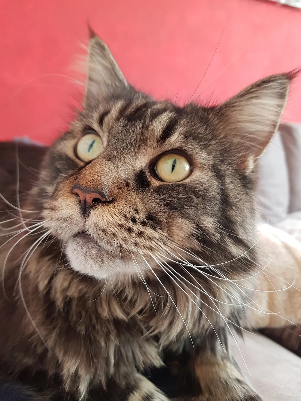 Katzenbetreuung Erding - Erding pet otel görseli 7