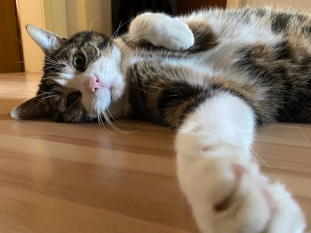 kleintier-betreuung Katzen- und Kleintiersitting in Erding, Freising und Umgebung - Erding pet otel