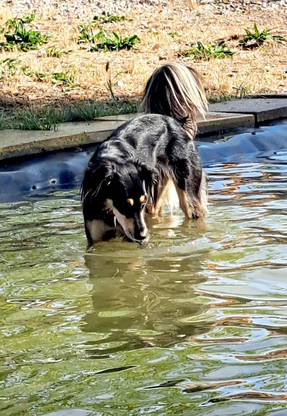 frei schnauze hundetagesstätte erfurt - Erfurt pet otel