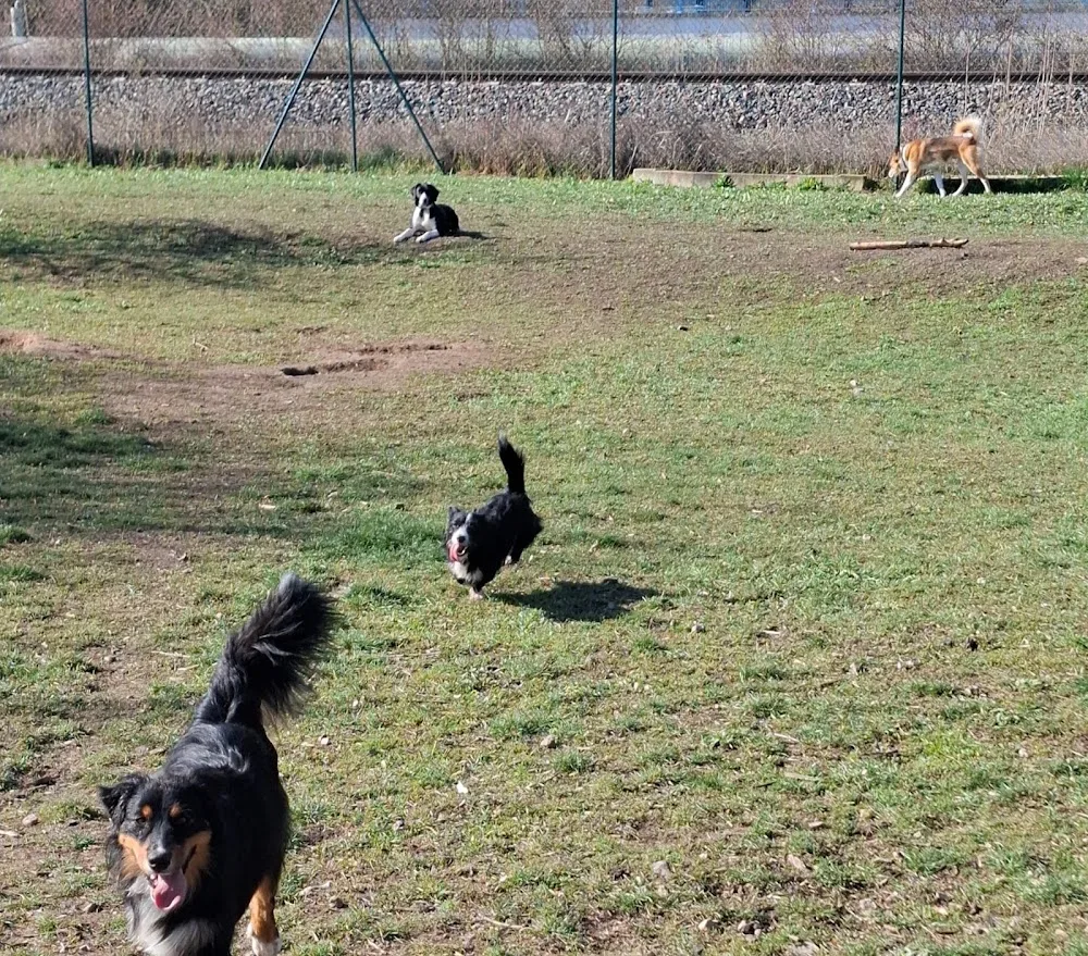 frei schnauze hundetagesstätte erfurt - Erfurt pet otel görseli 3