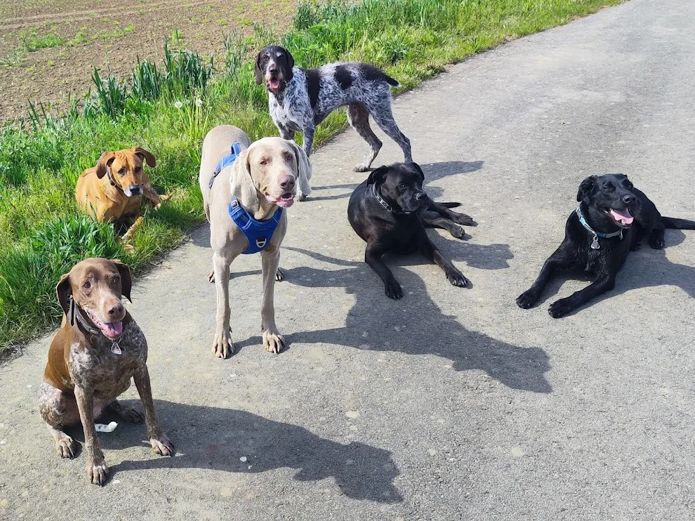 HundeFreizeit Erfurt - Erfurt pet otel