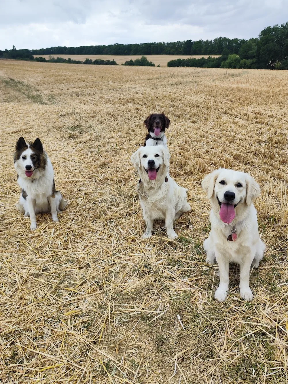HundeFreizeit Erfurt - Erfurt pet otel görseli 3