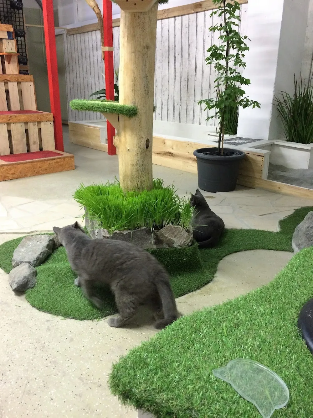 Katzenpension Tiergarten Erfurt - Erfurt pet otel görseli 3