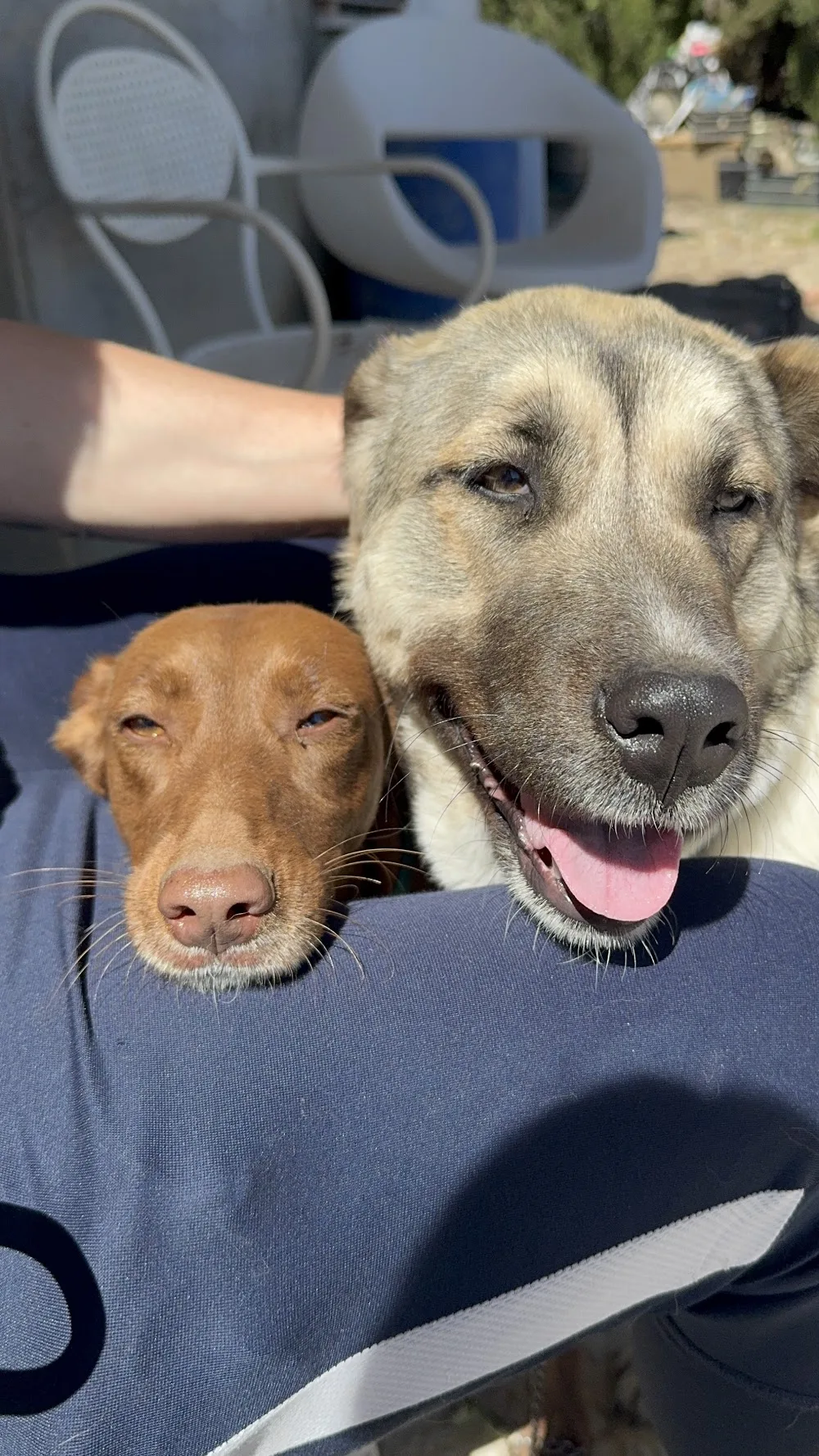 Guardería Canina El Huerto Feliz - Córdoba pet otel