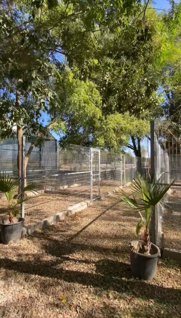Maskotas Hotel Canino - Córdoba pet otel görseli 3