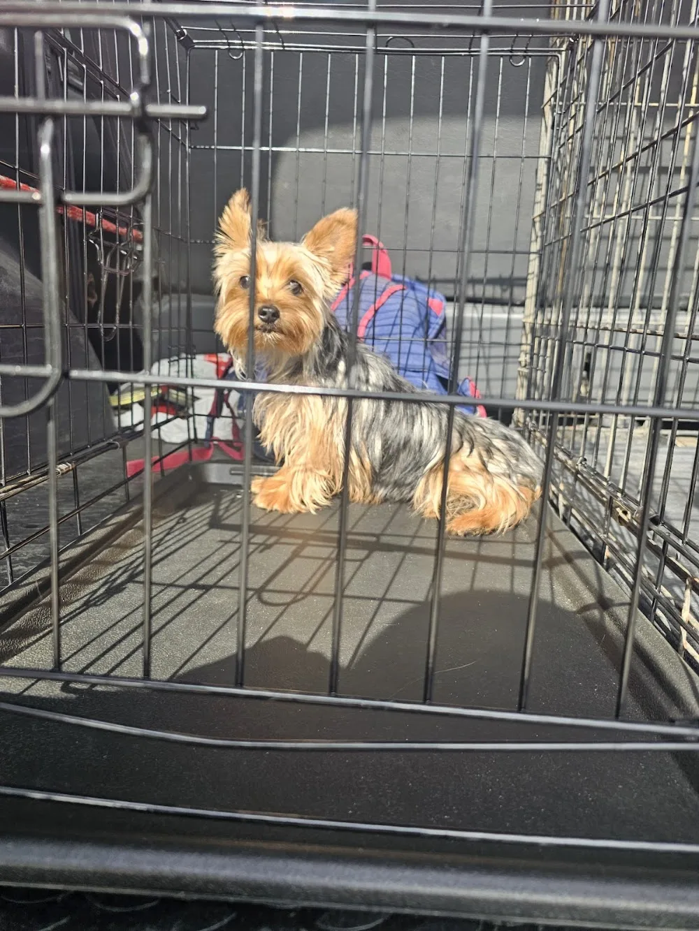 Residencia Canina Las Cabrerizas del Sur - Córdoba pet otel