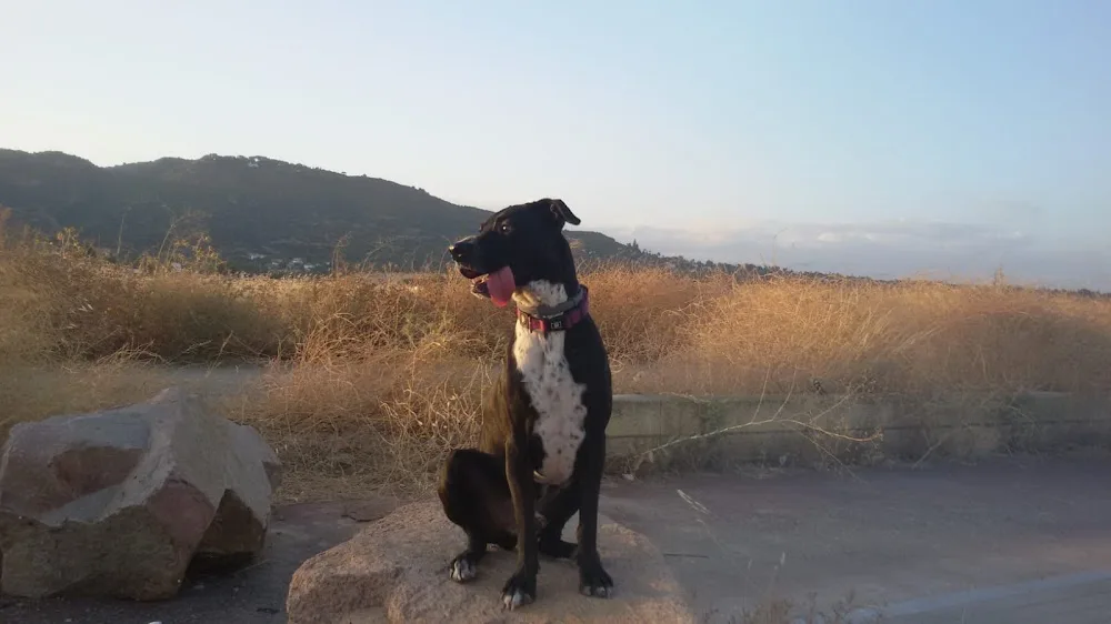 Yucacán. Guardería canina - Córdoba pet otel