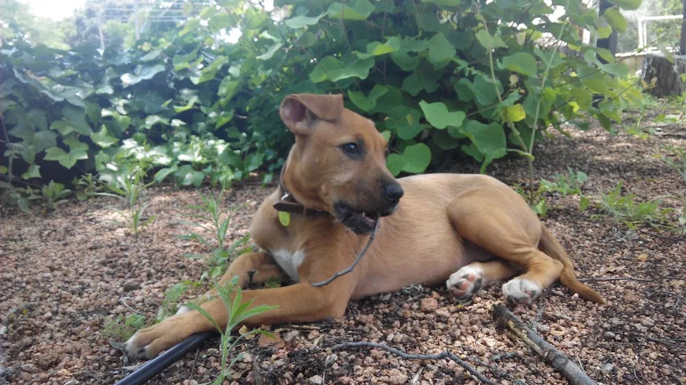 Yucacán. Guardería canina - Córdoba pet otel görseli 3