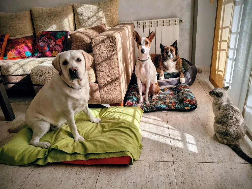Alojamiento y Guardería Canina Familiar - El hogar de Kira - @alojamientocaninofamiliar - Guadalajara pet otel