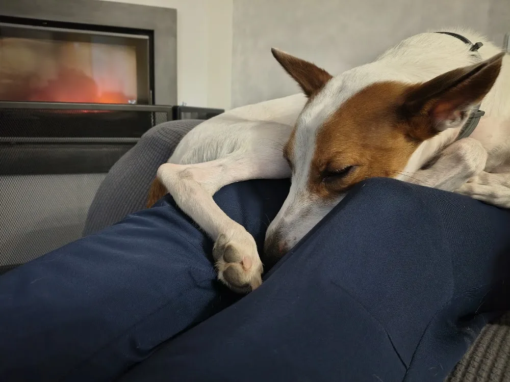Alojamiento y Guardería Canina Familiar - El hogar de Kira - @alojamientocaninofamiliar - Guadalajara pet otel görseli 3