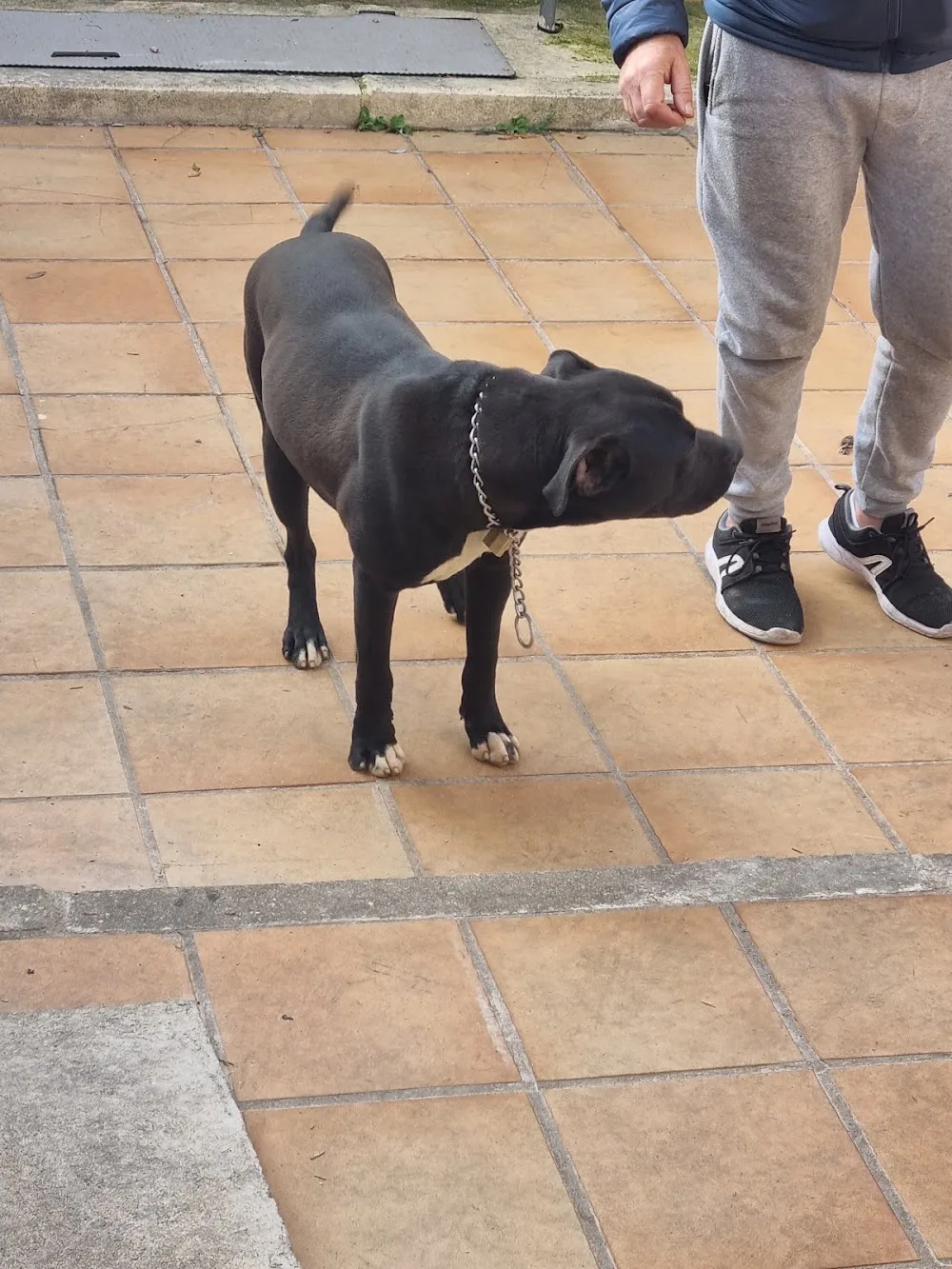 Centro Canino Albores - Guadalajara pet otel
