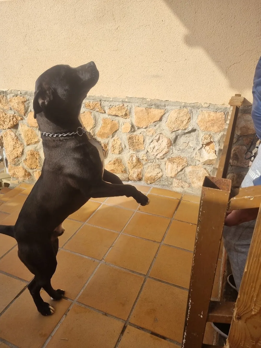 Centro Canino Albores - Guadalajara pet otel görseli 3