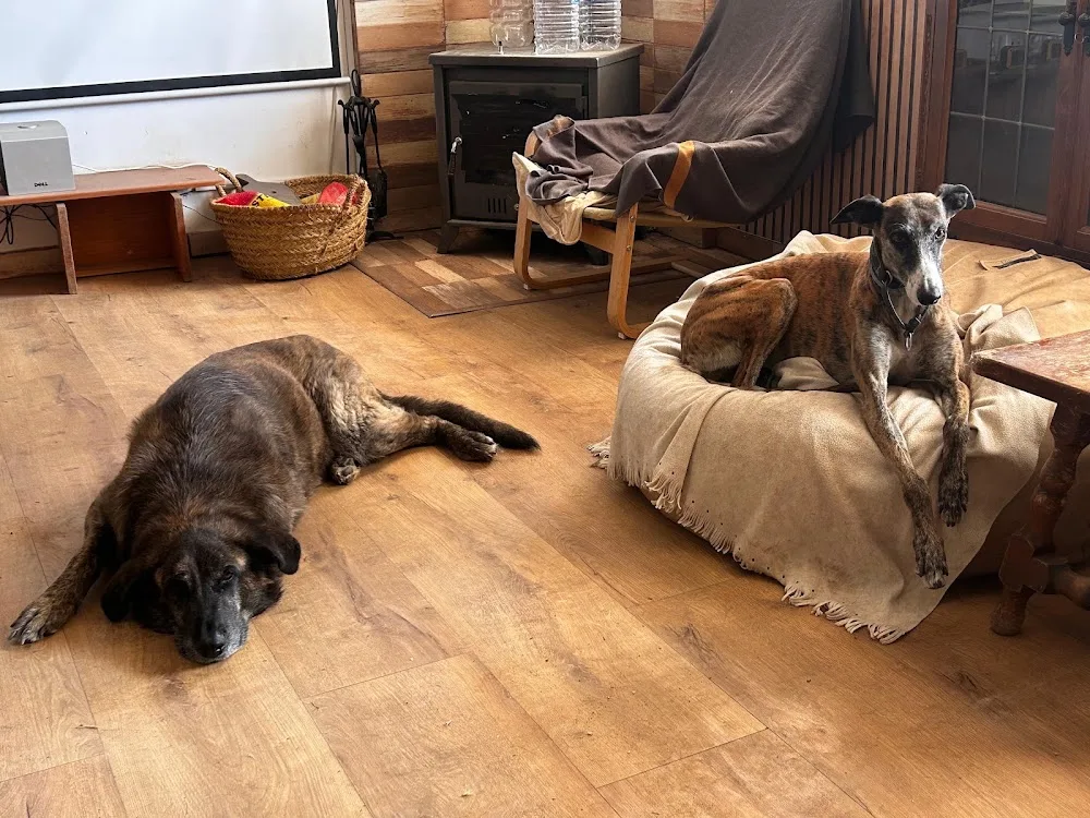 La Guarida Residencia Canina - Guadalajara pet otel görseli 3