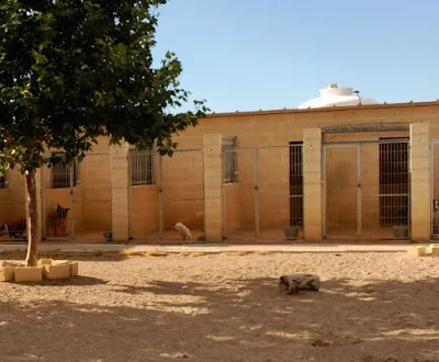 Los Amigos de Erik, residencia canina en Guadalajara - Guadalajara pet otel görseli 3