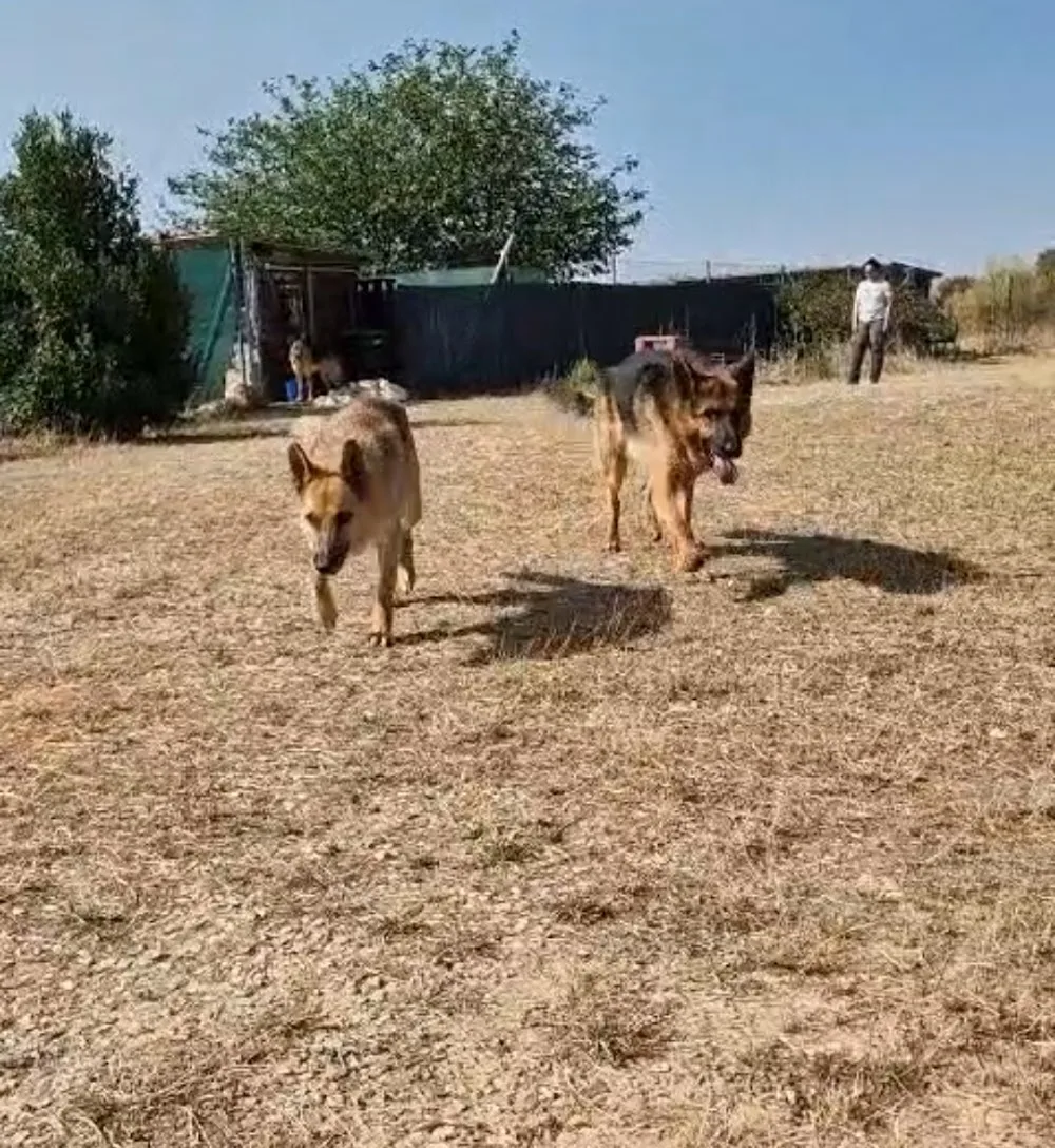 Residencia Canina TOP CAN - Guadalajara pet otel