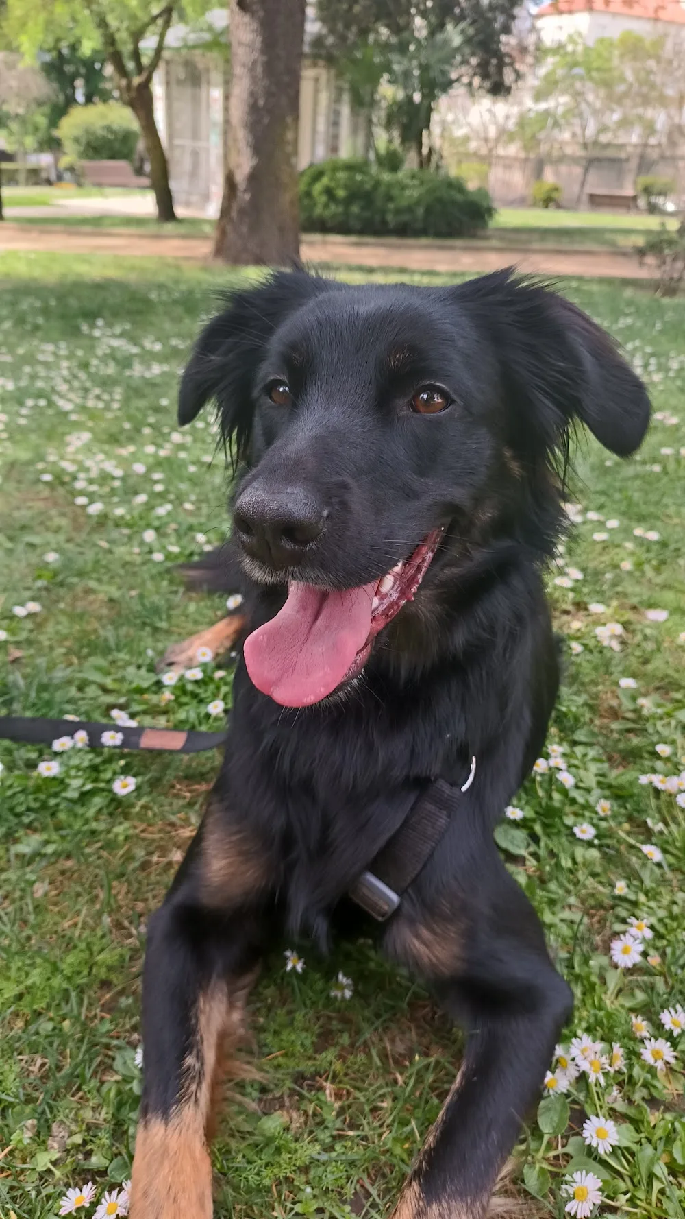 Villa Mascotas Felices - León pet otel görseli 3