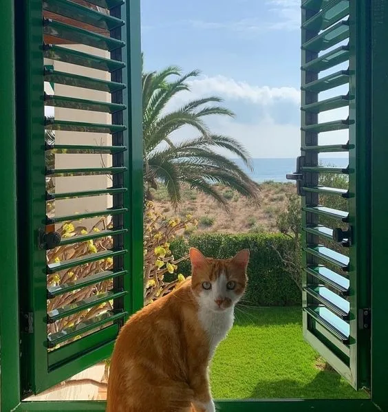 HotelesMascotas.com: hoteles que admiten perros - Málaga pet otel görseli 3