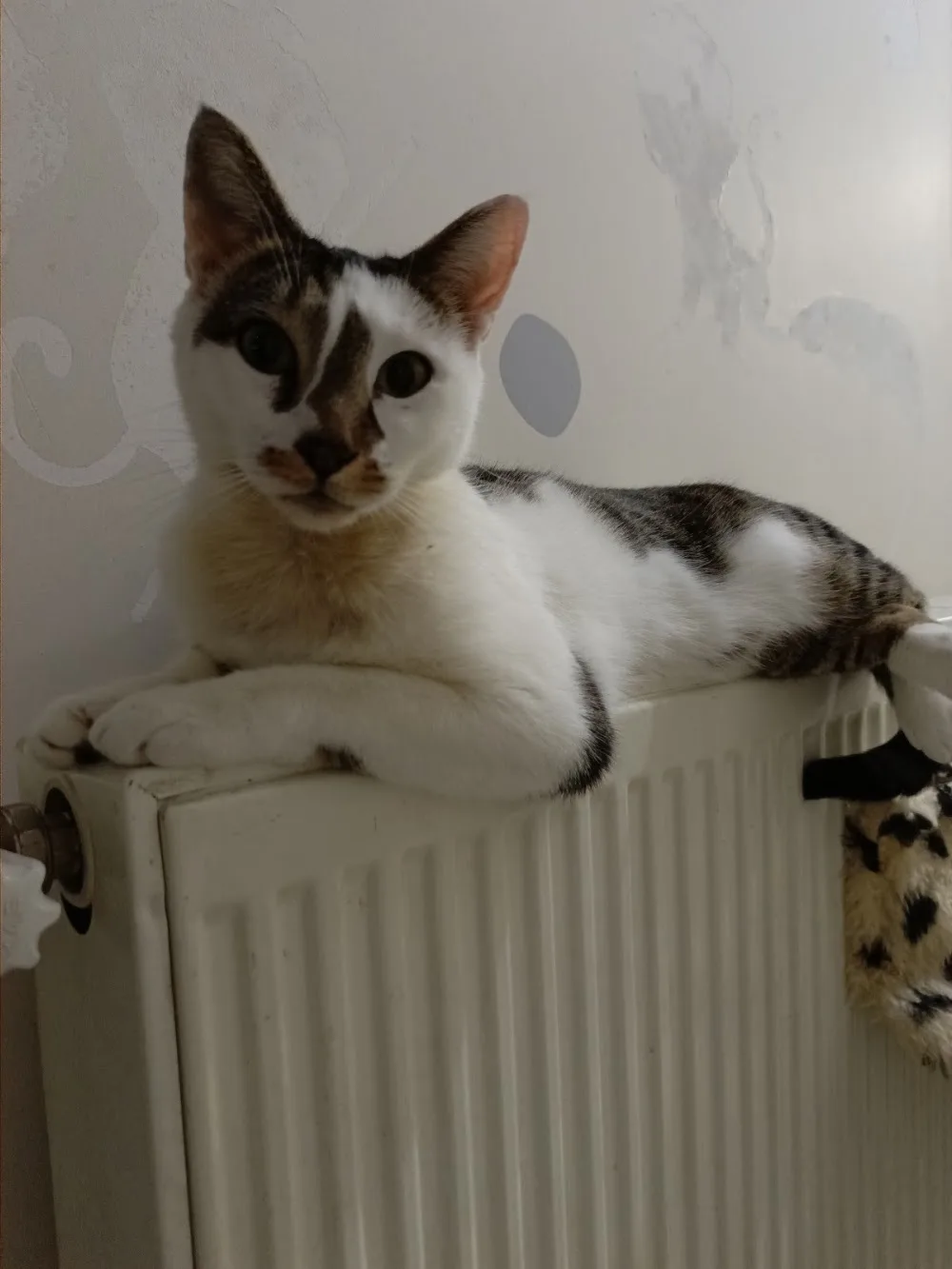 Es Minik Patiler Kedi Oteli - Eskişehir pet otel görseli 2