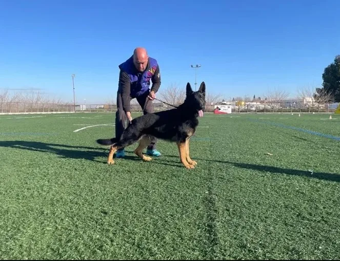 Dogquijote Escuela De Adiestramiento Y Residencia Canina - Toledo pet otel
