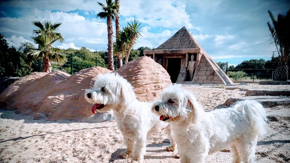 Hotel canino BestCan - Toledo pet otel görseli 3