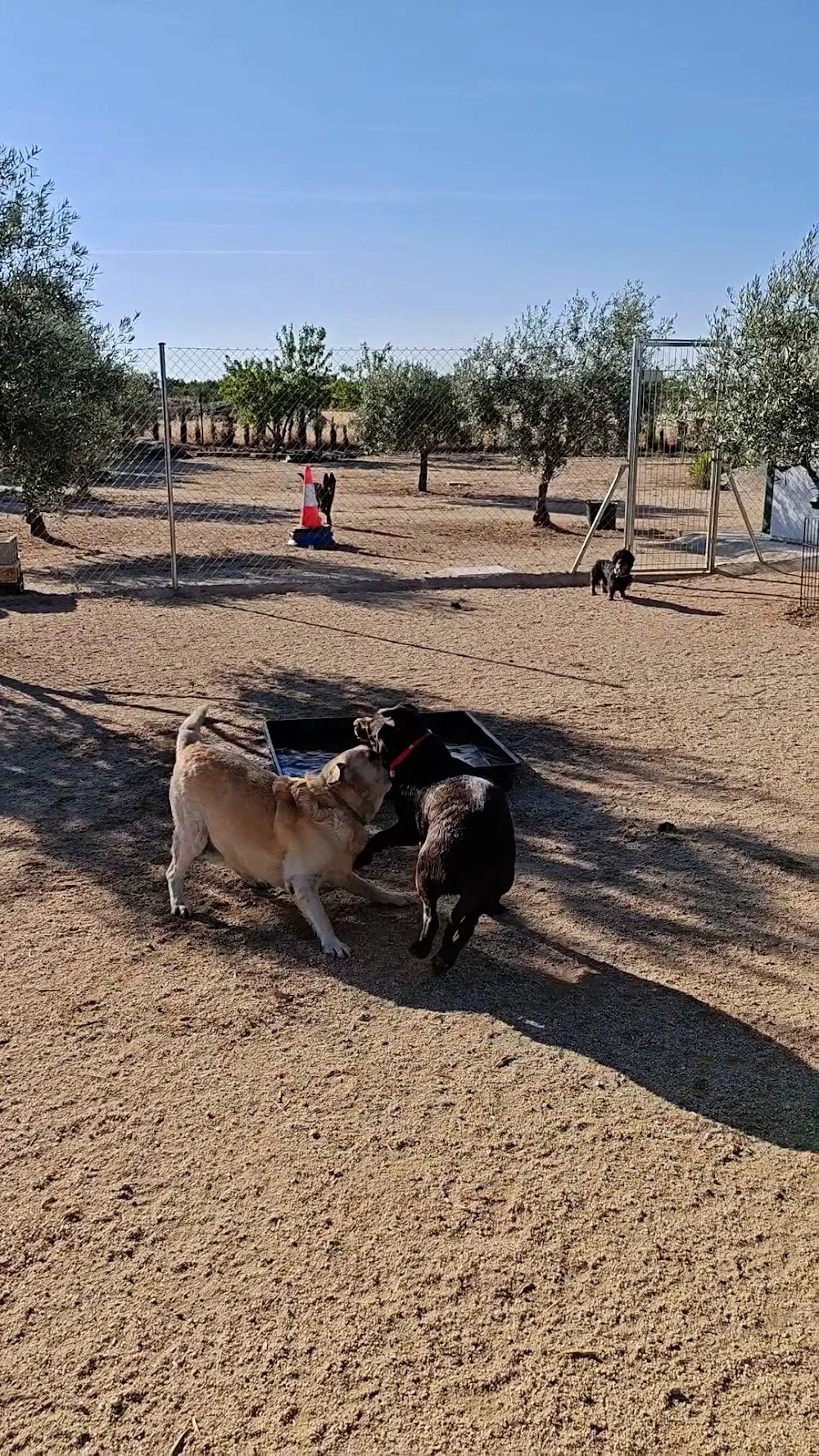 Residencia canina D'AQUIVELT - Toledo pet otel