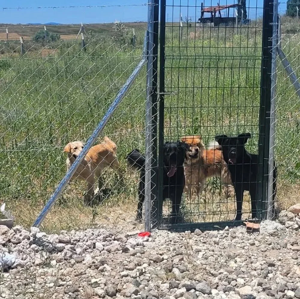 Eskişehir Falvara Köpek Oteli - Eskişehir pet otel