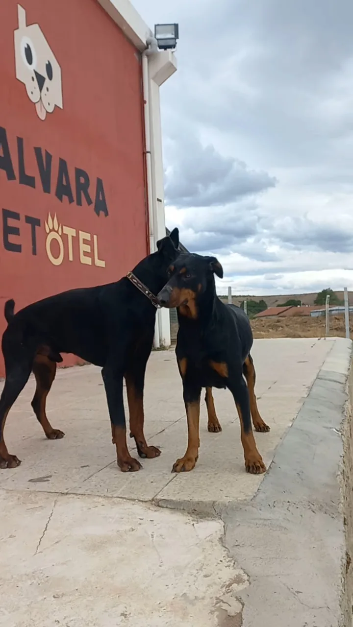 Eskişehir Falvara Köpek Oteli - Eskişehir pet otel görseli 3