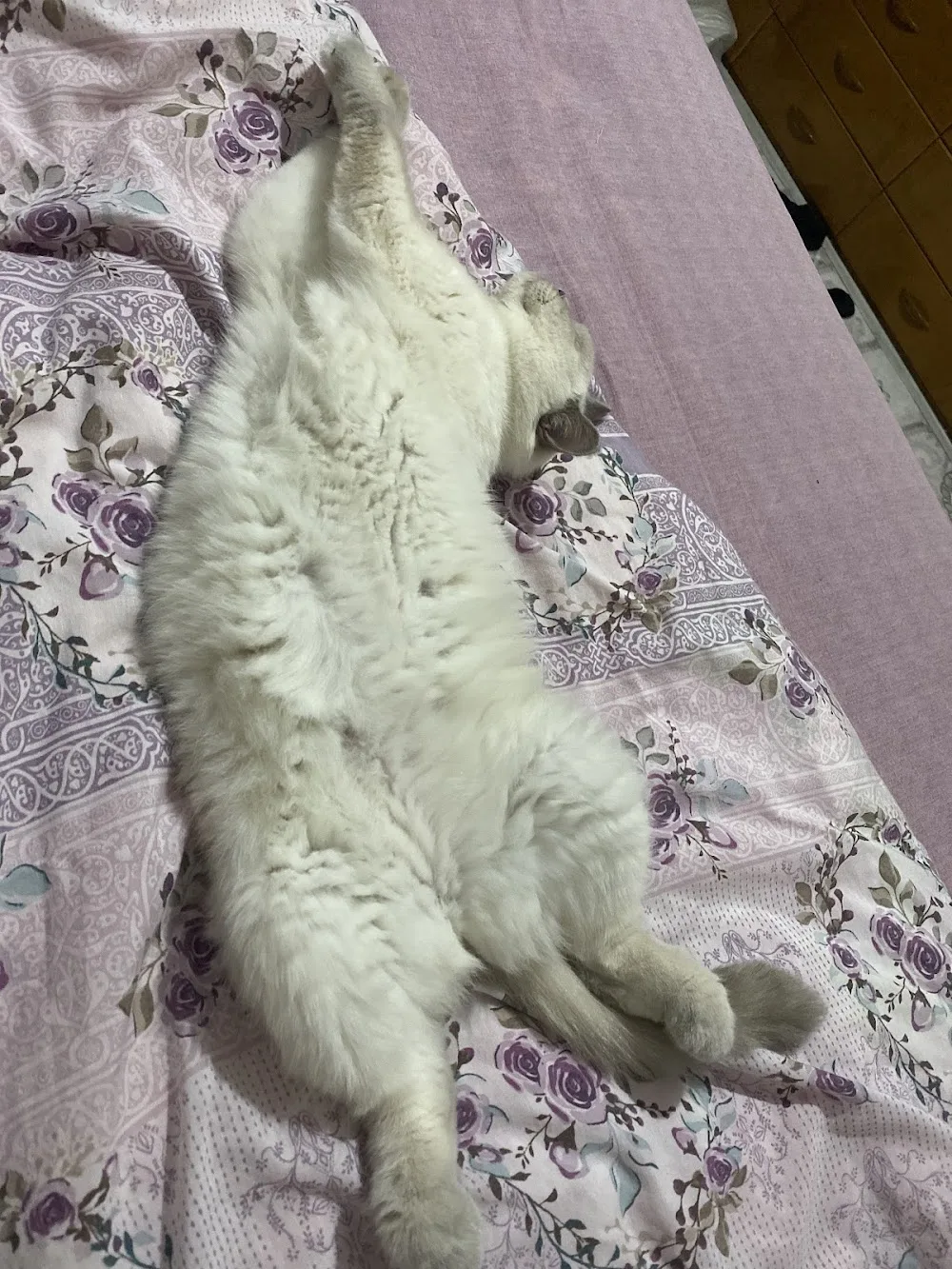 ouzhn’s cats hostel - Eskişehir pet otel görseli 2