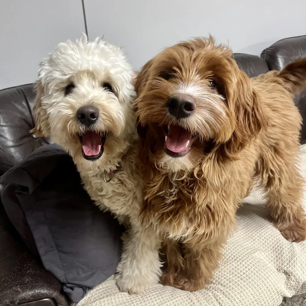 Doghemmet Oy - Espoo pet otel görseli 3