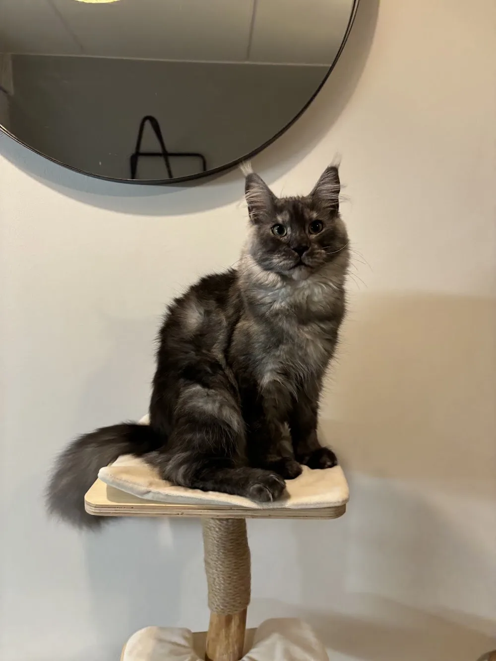 Ekellin*Fi - Espoo pet otel görseli 11