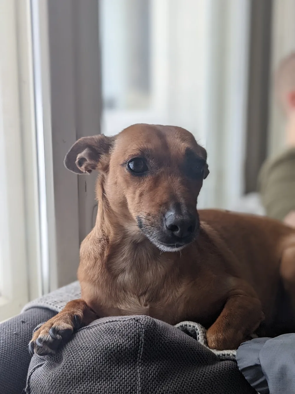 Kennel Millake's - Espoo pet otel görseli 11