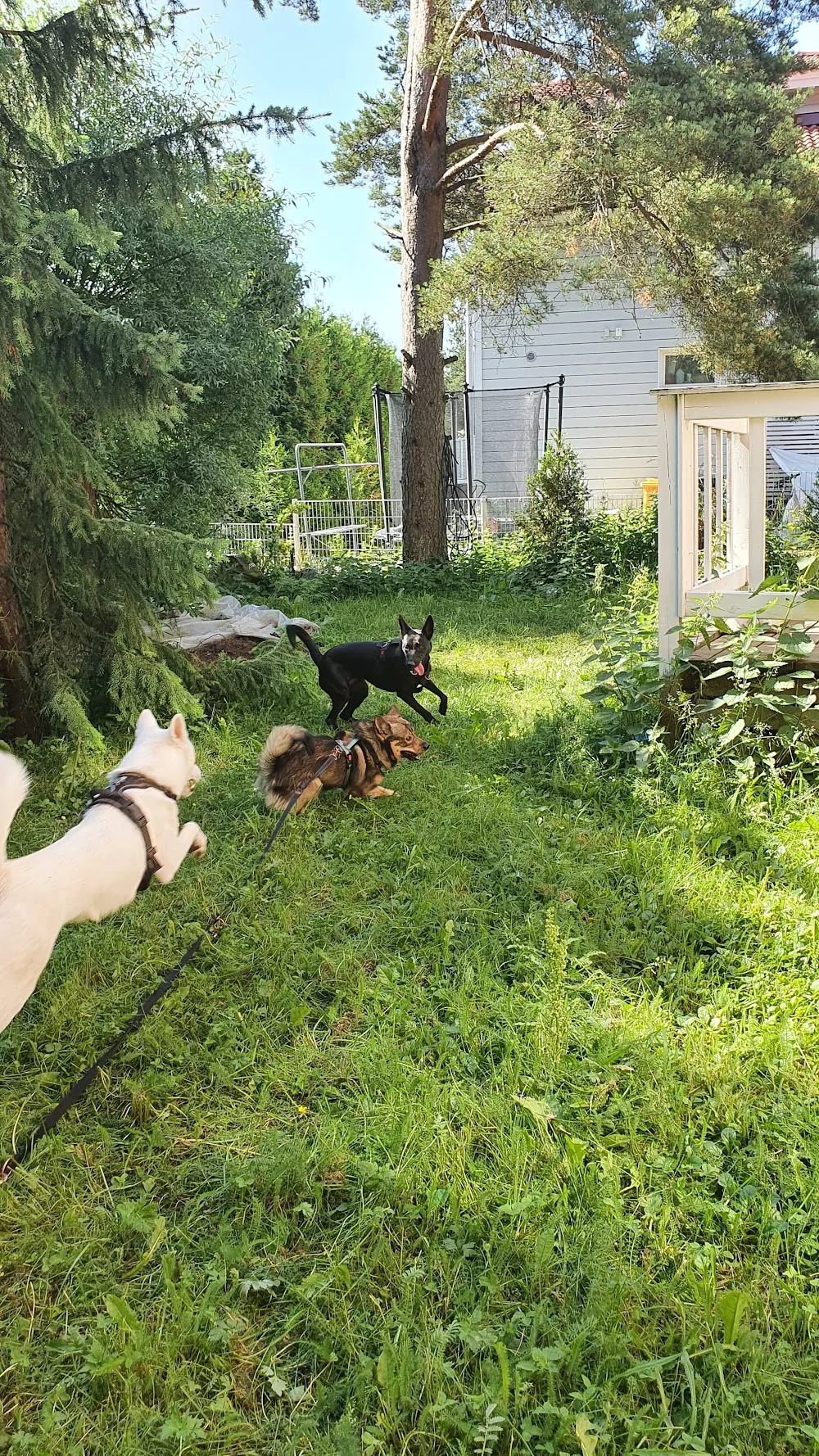 Koiraparkki.com - Espoo pet otel