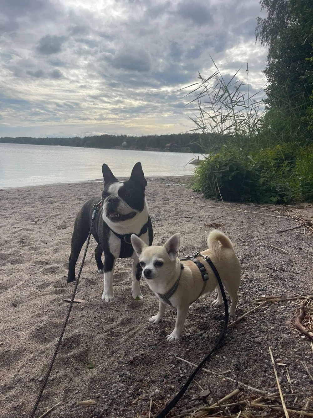 We Pet Care | Helsinki | Espoo | Vantaa - Espoo pet otel görseli 10