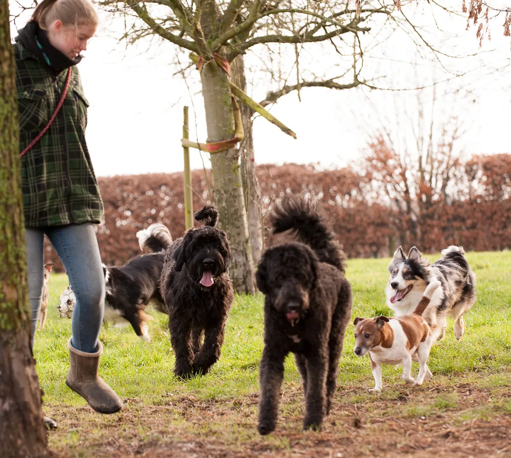 Hundeparkhotel GmbH Viersen Hundepension / Hundesalon - Essen pet otel görseli 3