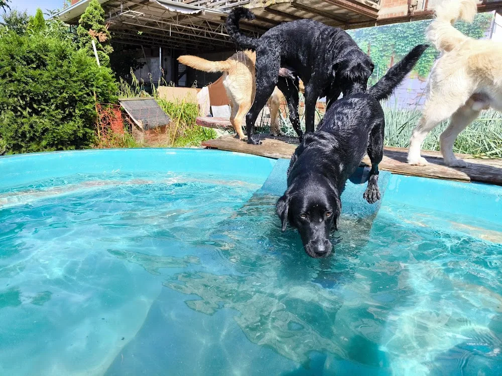 Hundetagesstätte Canis familiaris - Essen pet otel