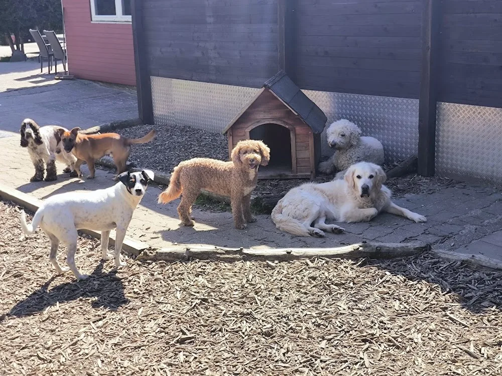 Hundetagesstätte Canis familiaris - Essen pet otel görseli 3