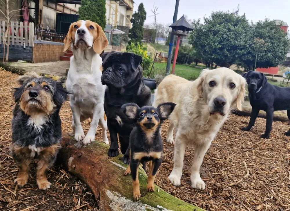 Hundetagesstätte Familienhund - Essen pet otel