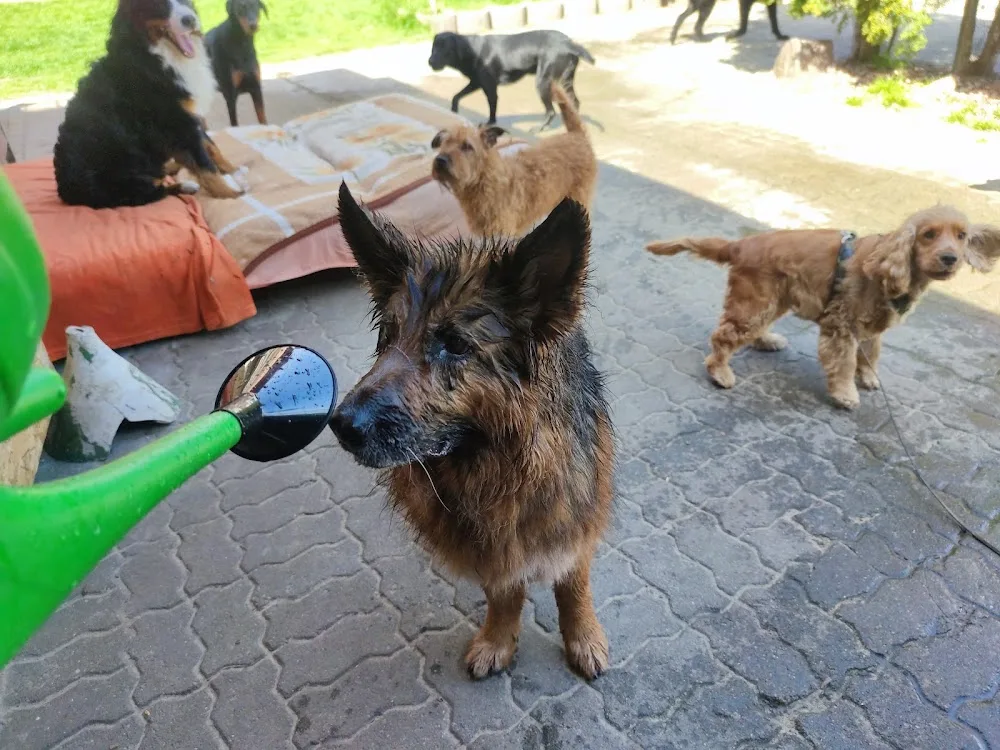 Hundetagesstätte Familienhund - Essen pet otel görseli 3