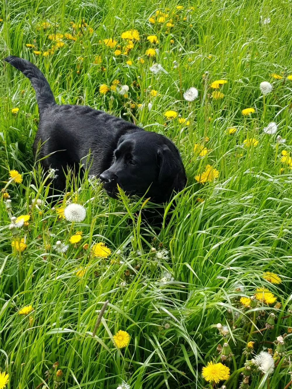 Hundewald Eva Schulte - Essen pet otel