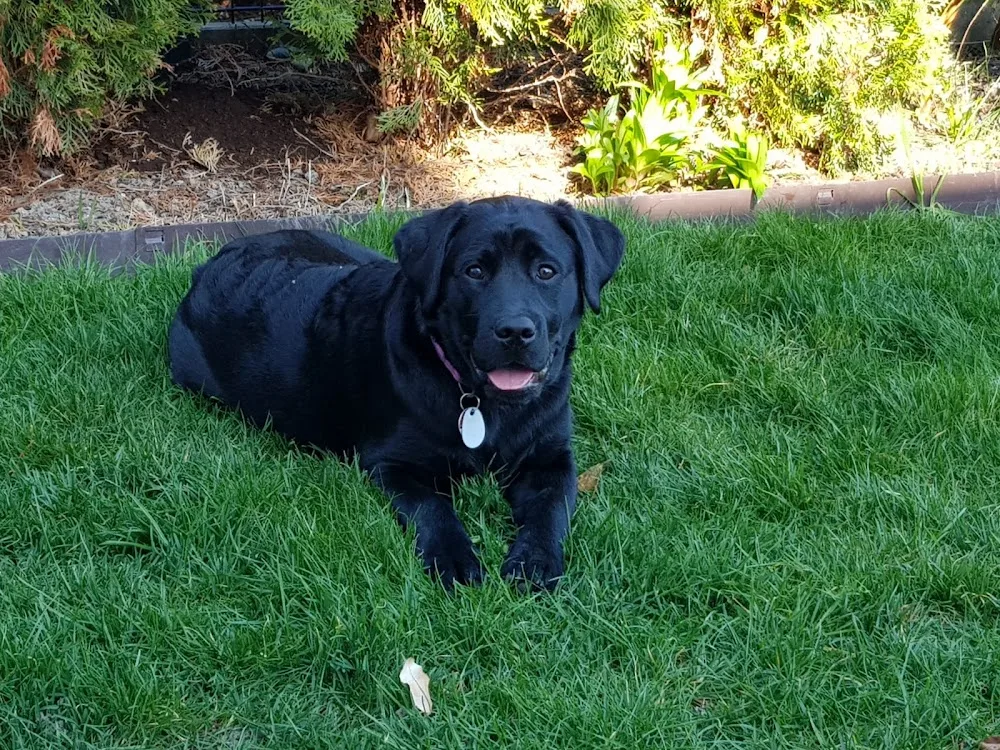 Hundewald Eva Schulte - Essen pet otel görseli 3