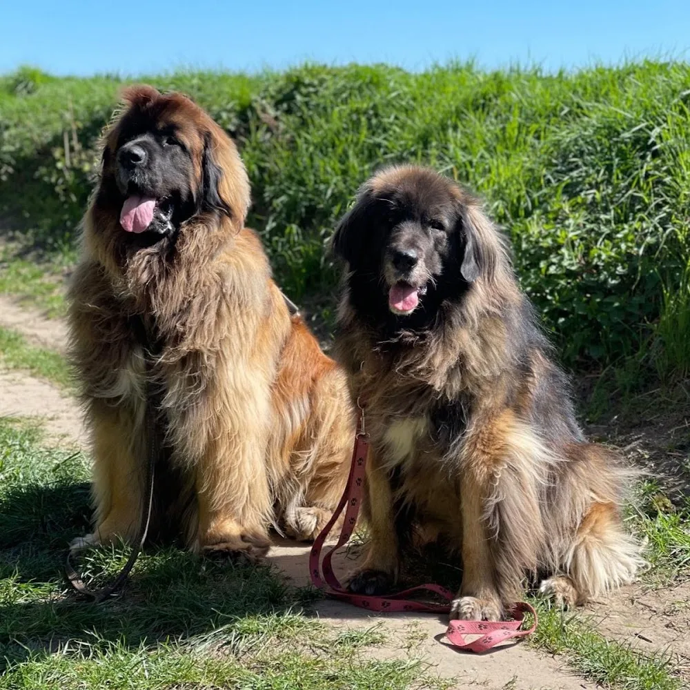 Hundewald Eva Schulte - Essen pet otel görseli 4
