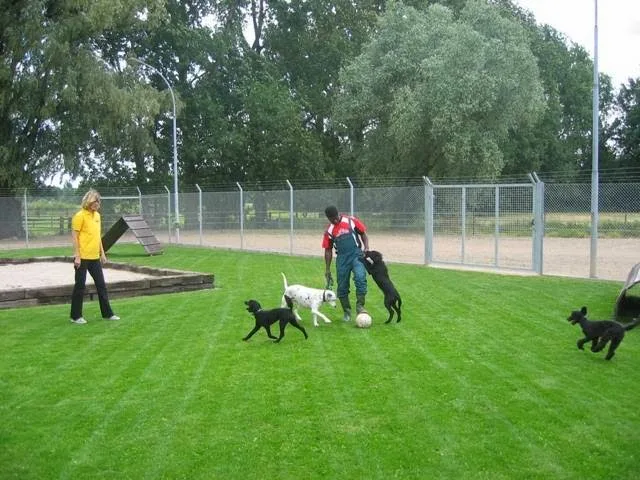 Marions Tierparadies - Essen pet otel görseli 3