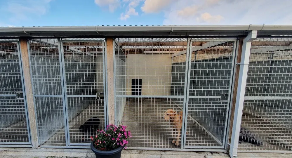 4 Paws Boarding Kennels - Essex pet otel görseli 3