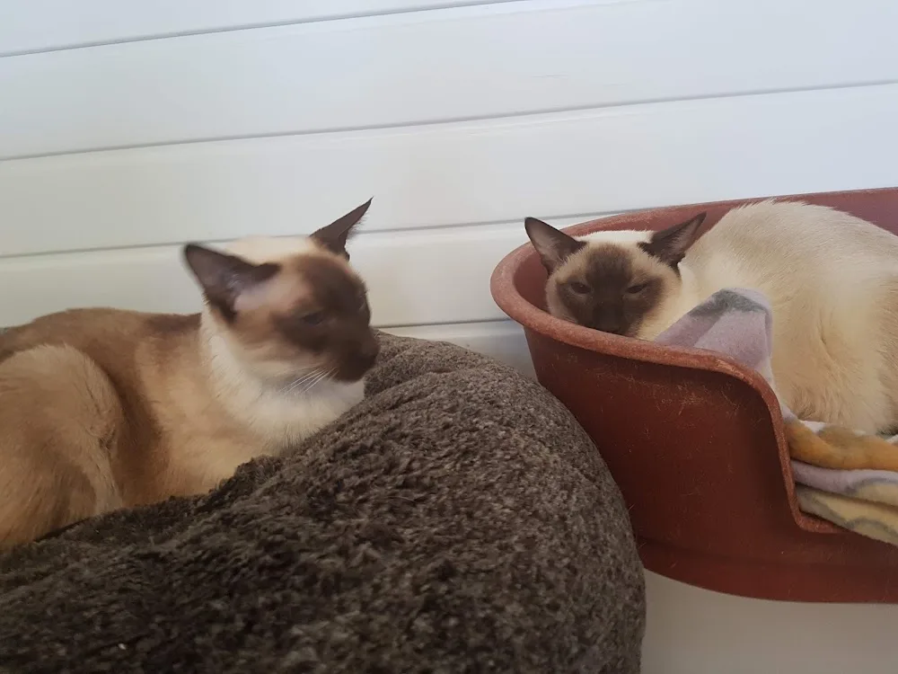 Animal Country Club - Essex pet otel