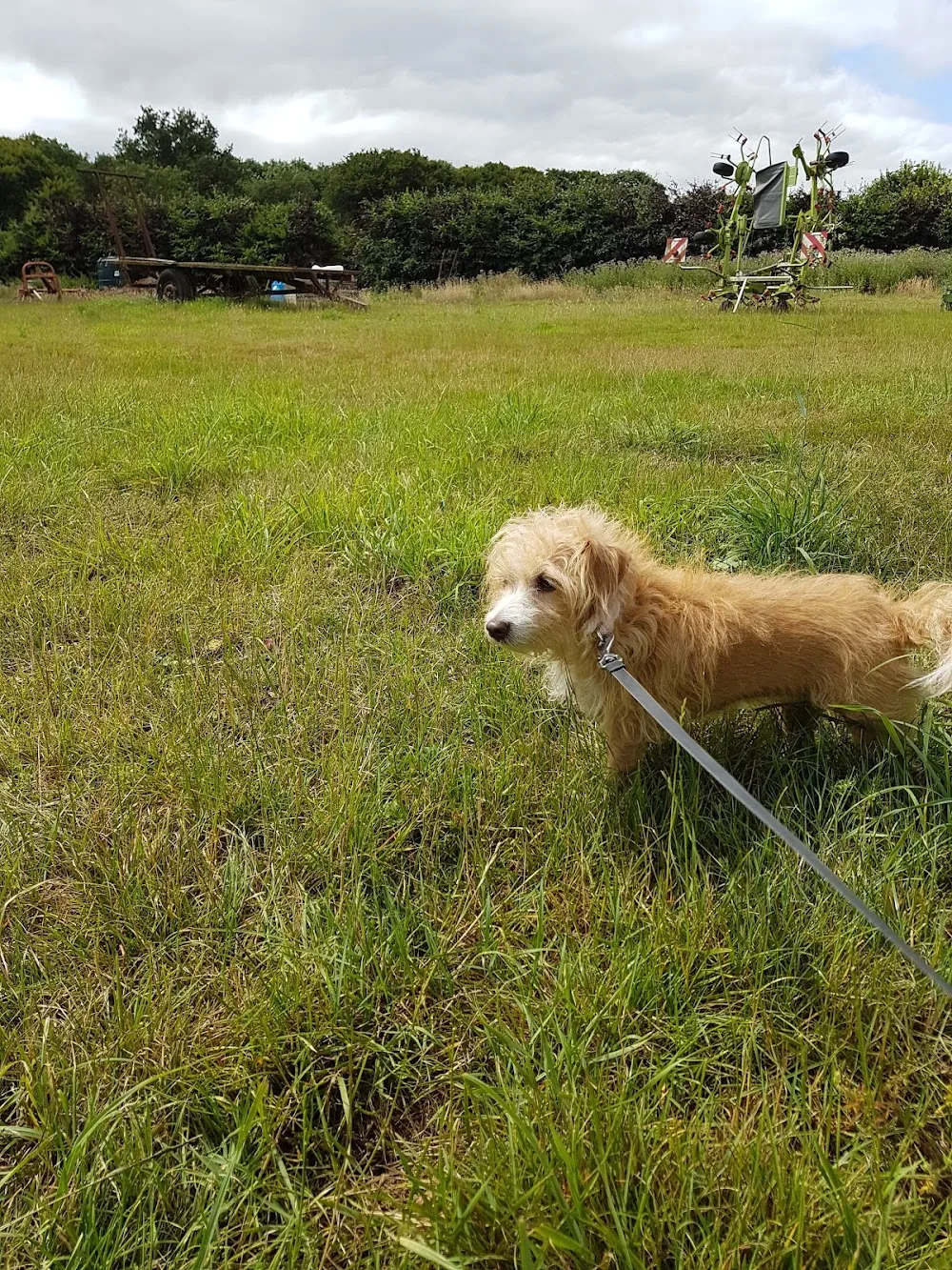 Animal Country Club - Essex pet otel görseli 3