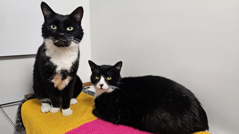 Ash Tree Boarding Cattery - Essex pet otel